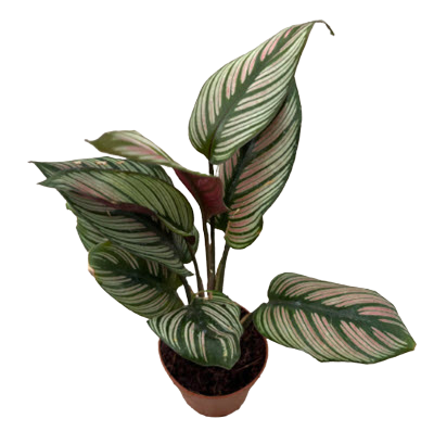 2" Calathea Ornata